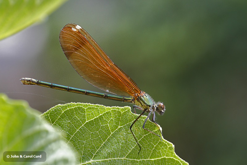 J01_2514 Calopteryx haemorrhoidalis.JPG